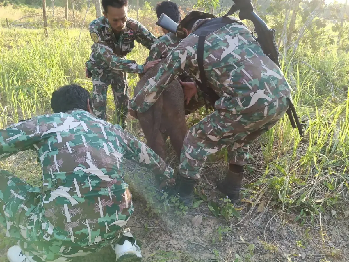 อัปเดต 2 ลูกช้างป่าพลัดหลง 'ถูกควายขวิด-ขาติดบ่วง' ล่าสุดกลับคืนสู่ป่าปลอดภัย