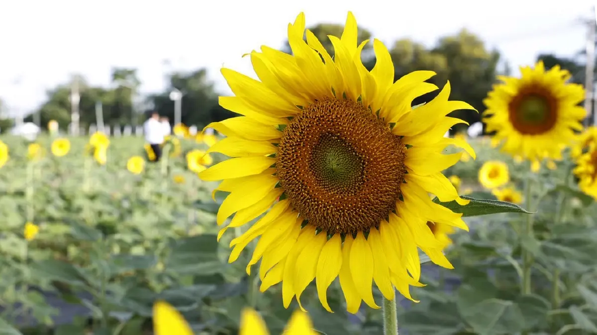 ชวนเที่ยว ‘ทานตะวันบานสะพรั่งทั่วระแหง ครั้งที่ 6’ ใกล้กรุงเทพฯ
