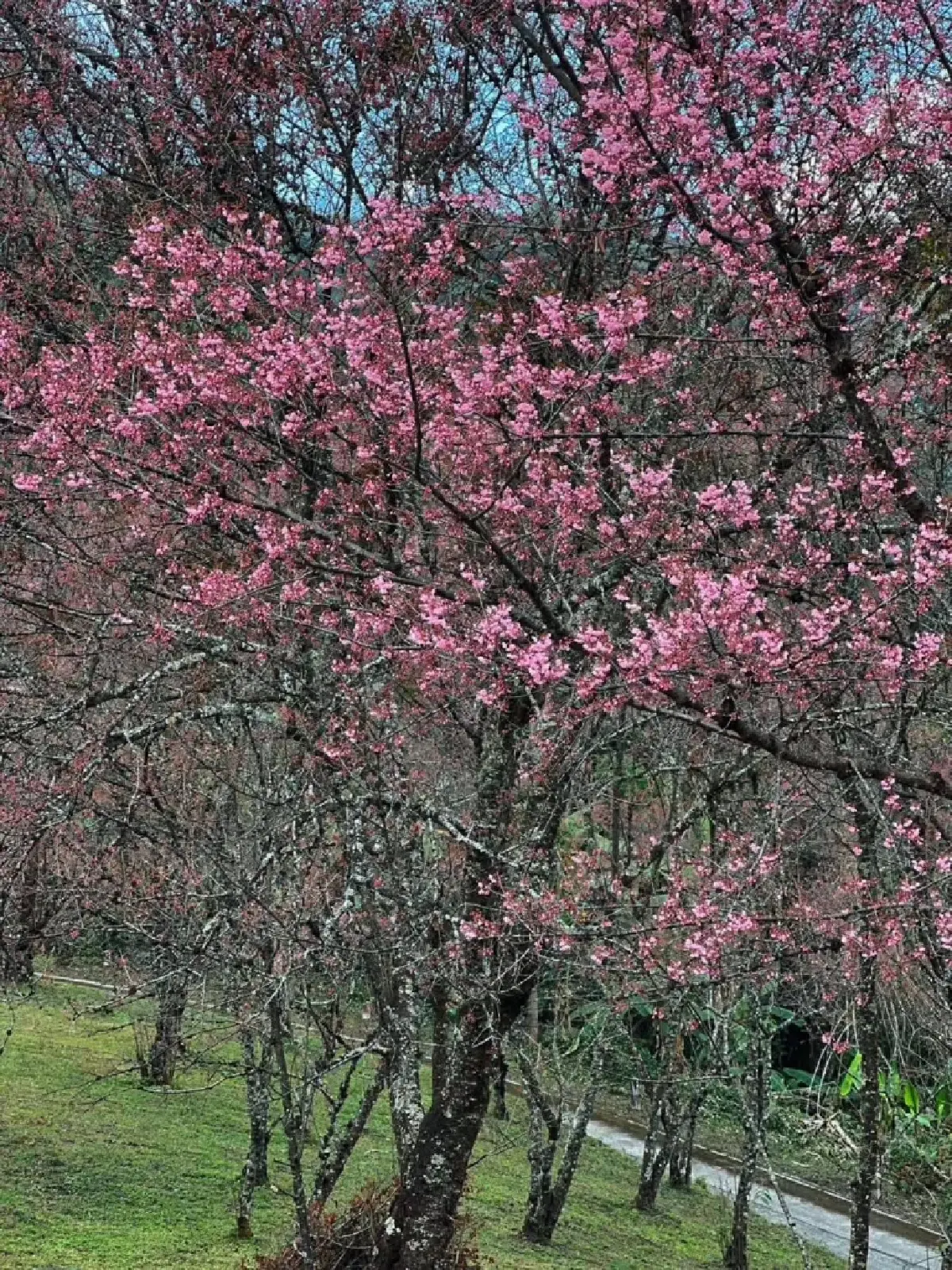 หนาวนี้ชวนเที่ยว 'อุทยานแห่งชาติดอยผ้าห่มปก' ชมความงาม 'ดอกนางพญาเสือโคร่ง'