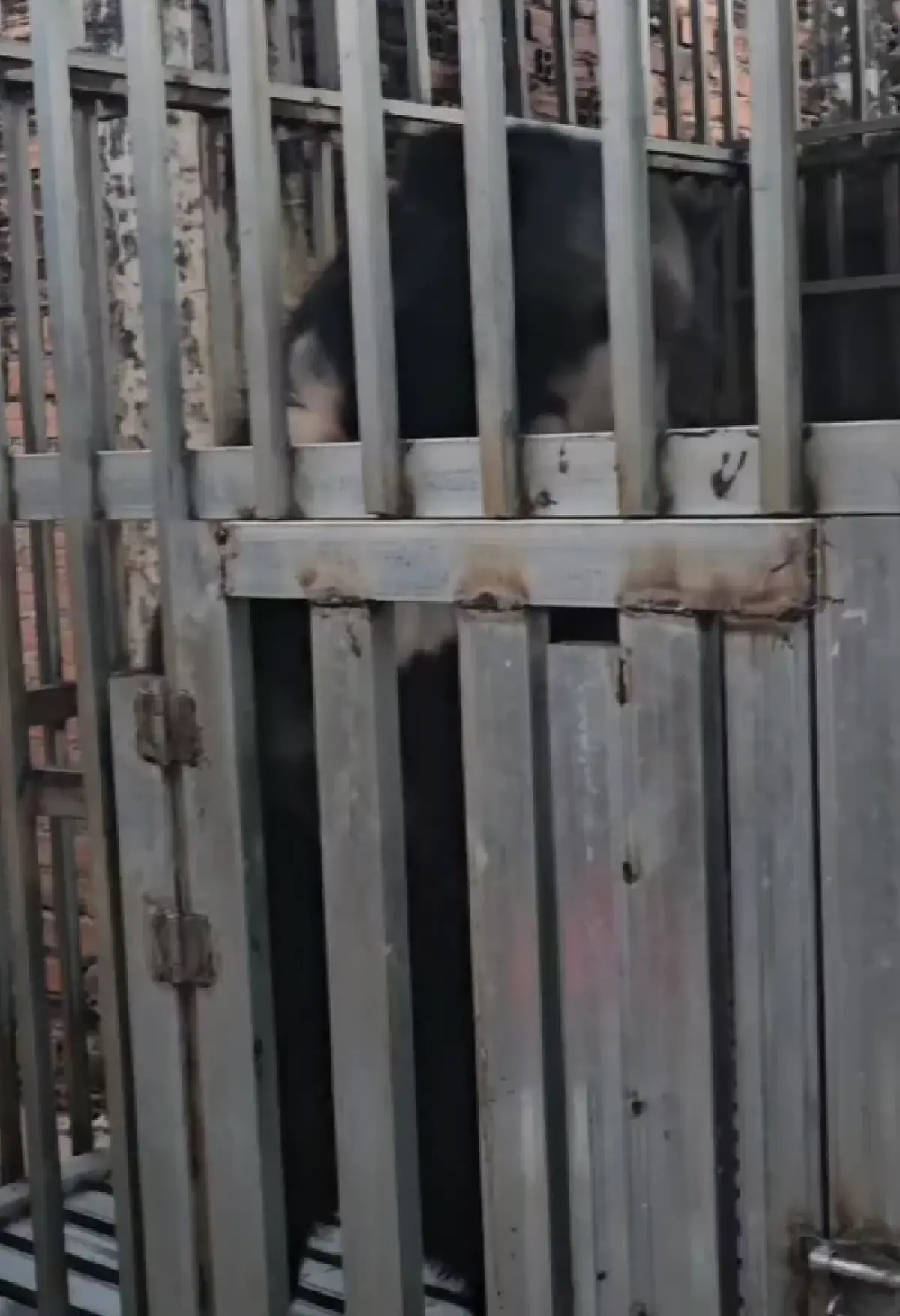 นาวิกโยธิน เข้าเคลียร์พื้นที่ กาสิโน พบ สิงโต–หมีควาย ถูกขัง  ส่งสวนสัตว์ดูแล