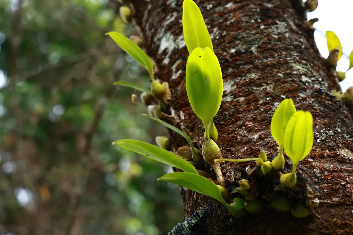 'เส้นทางศึกษาธรรมชาติยอดดอยปุย'โอเอซิสหลังบ้านของชาวเชียงใหม่