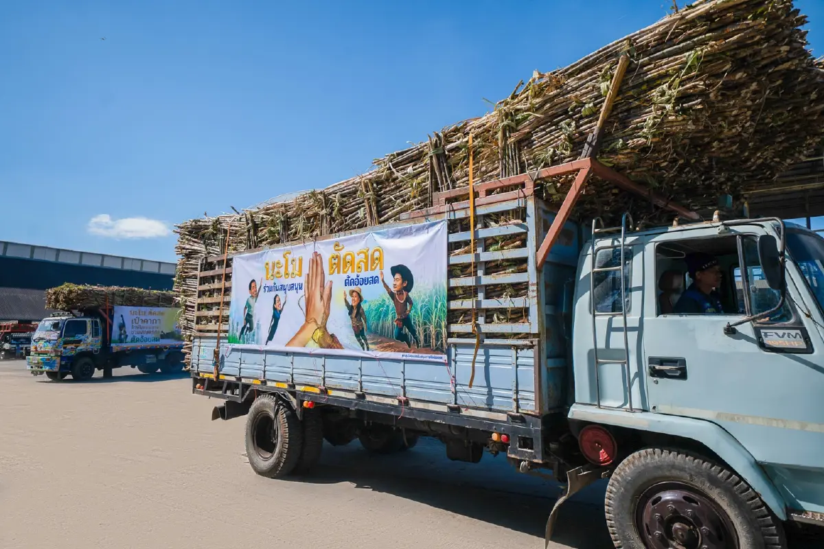 กลุ่มมิตรผล - เกษตรกร ชวนตัดอ้อยสดตลอดฤดูหีบ เดินหน้าแคมเปญ 'นะโม ตัดสด' เสริมรายได้