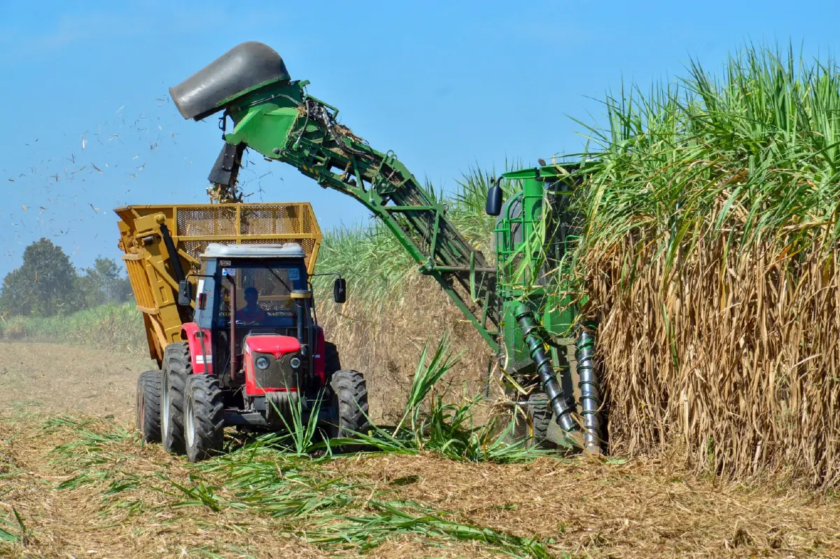 กลุ่มมิตรผล - เกษตรกร ชวนตัดอ้อยสดตลอดฤดูหีบ เดินหน้าแคมเปญ 'นะโม ตัดสด' เสริมรายได้