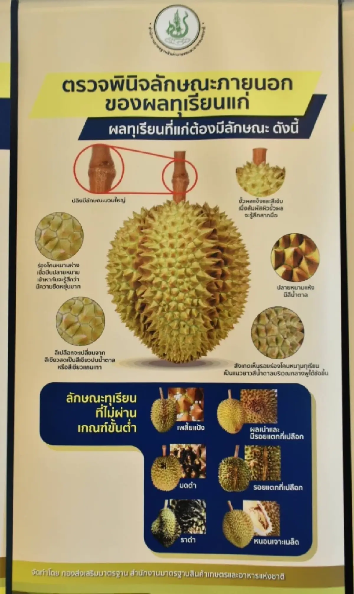 มกอช. เปิดเกมรุกภาคตะวันออก จัด Mobile Unit บริการรับรองทุเรียนส่งออก