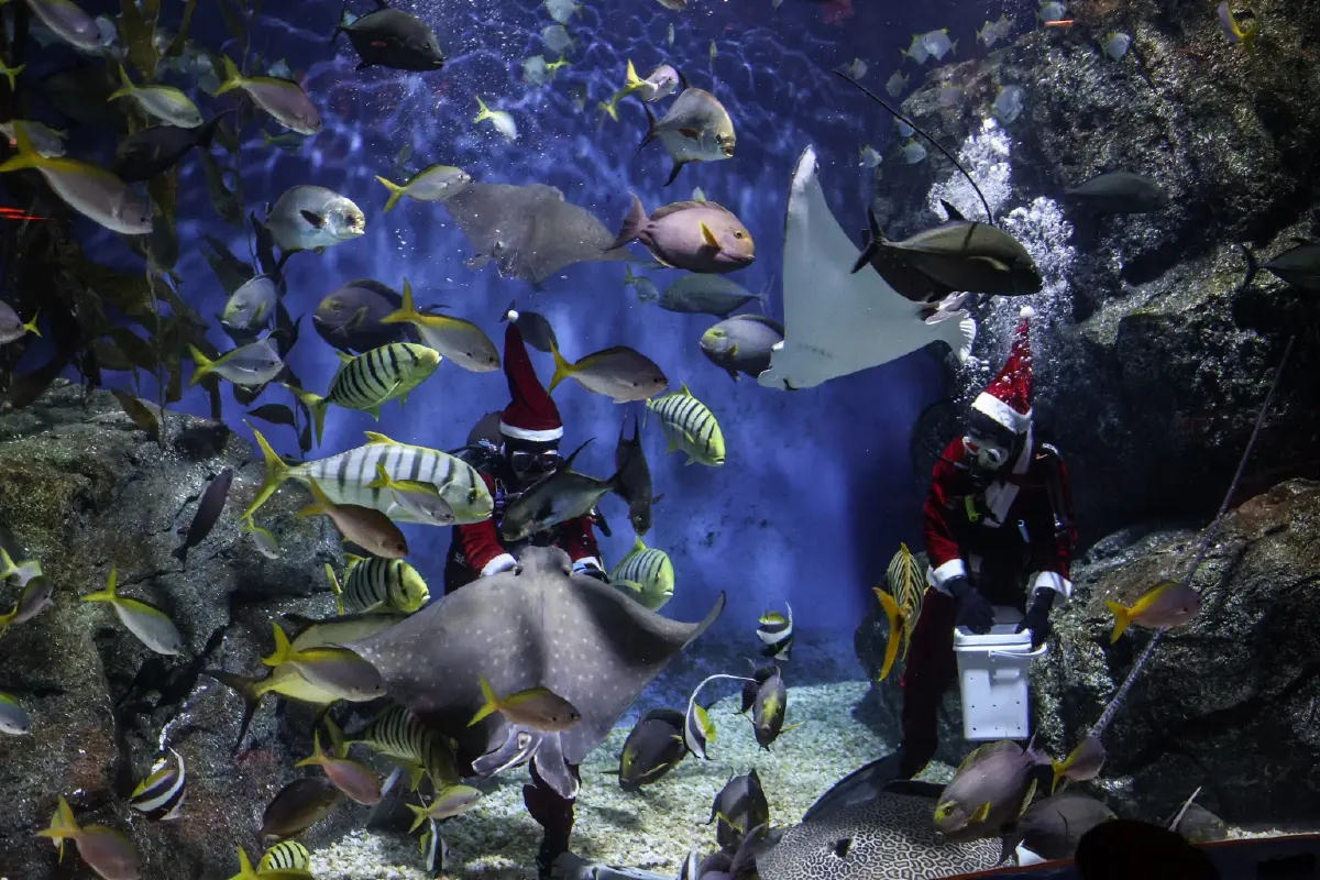 SEA LIFE Bangkok มอบของขวัญในเทศกาลความสุข กับ Santa Dive and Christmas Carol