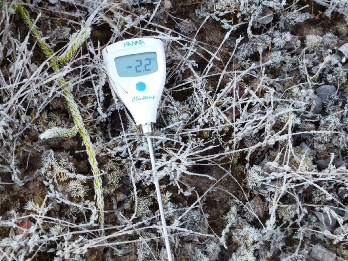 ดอยอินทนนท์พบเหมยขาบต่อเนื่อง อุณหภูมิต่ำสุด 2 องศา ความงามฤดูหนาว