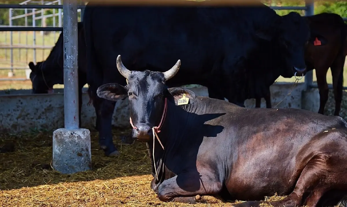 NIA ฉายภาพความสำเร็จ “โคดำลำตะคอง” ในงาน Thailand Beef Fest 2026