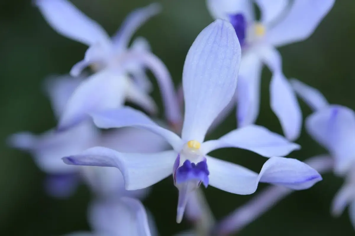 เผยโฉม ฟ้ามุ่ยน้อย กล้วยไม้หายาก เคยประกาศสูญพันธุ์ คืนชีพ 2569