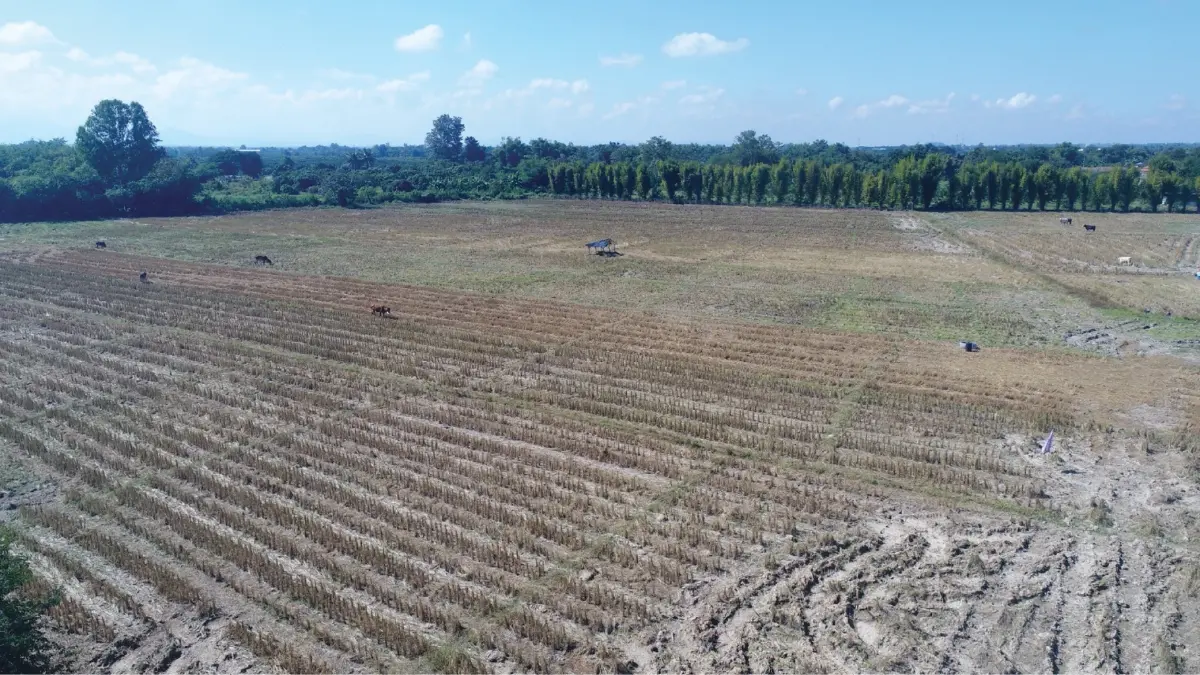 ชวนเกษตรกร งดเผา ลด PM 2.5  'ไถกลบตอซัง สร้างดินยั่งยืน ฟื้นสิ่งแวดล้อม'