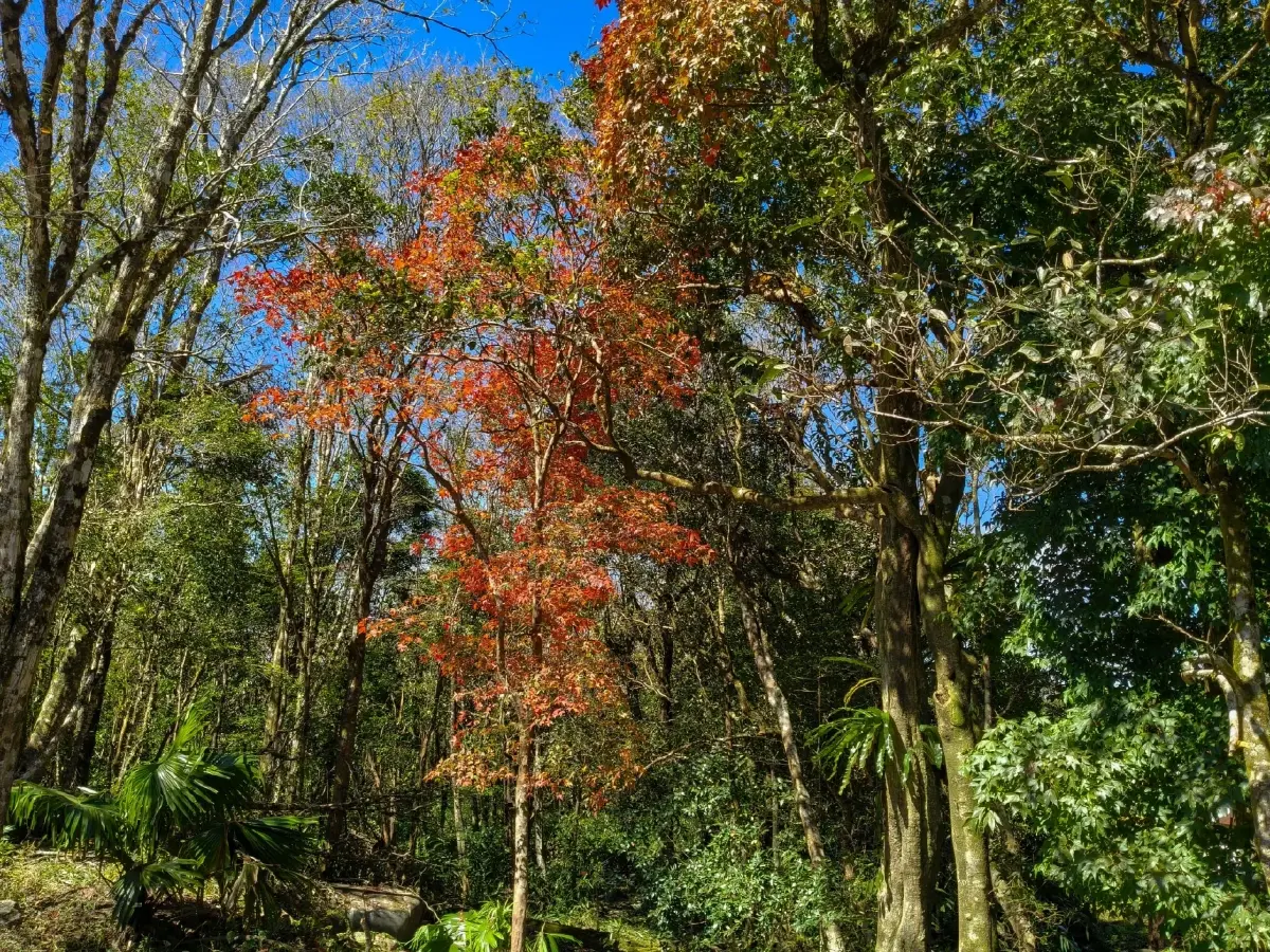 แม่คะนิ้ง ขาวโพลนแรกของปี 2569 โผล่ยอดภูหลวง อุณหภูมิดิ่ง 4 องศา