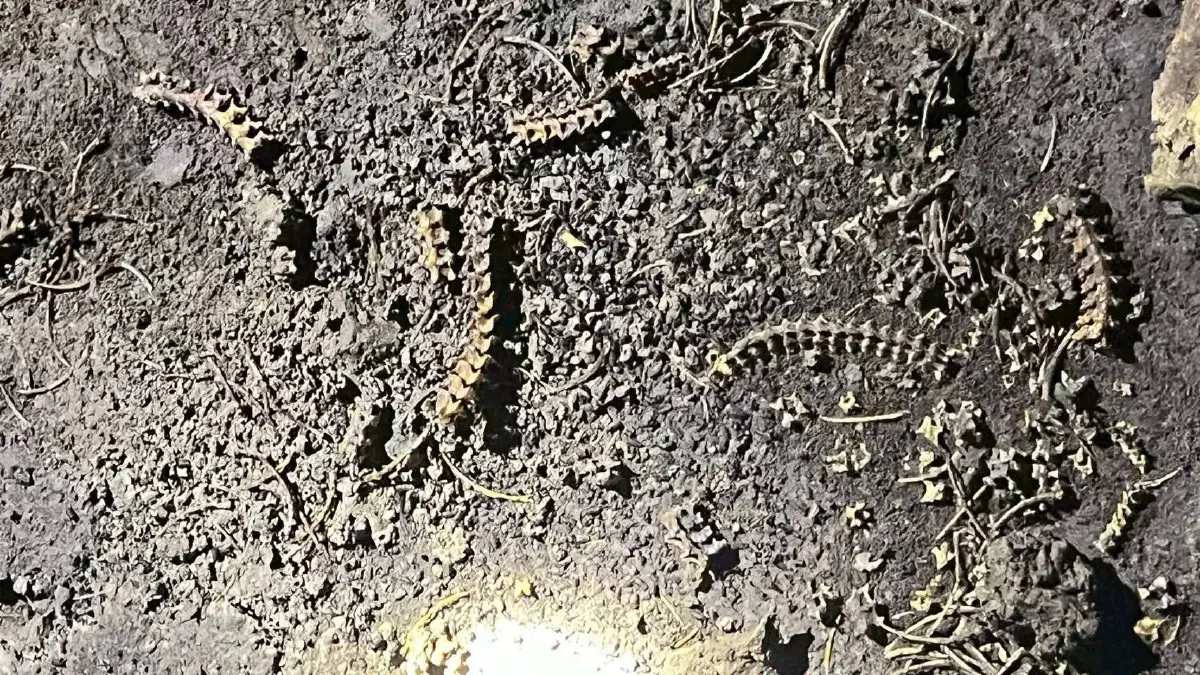 ห้ามพลาด! อุทยานแห่งชาติตาดโตน จ่อเปิดเส้นทางเดินป่า 9 กม. พิชิตยอดเขาภูโค้ง