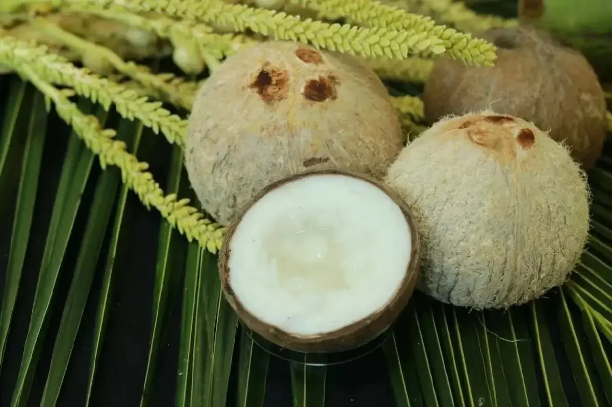 เกษตรฯ เร่งช่วย ชาวสวนมะพร้าว  ประจวบคีรีขันธ์  ผลผลิตลด 20 %