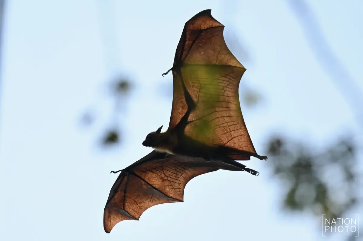 ผวา 'ไวรัสนิปาห์' วัดดังอยุธยาเร่งล้างมูลค้างคาว - ไทยยังไม่พบผู้ติดเชื้อ