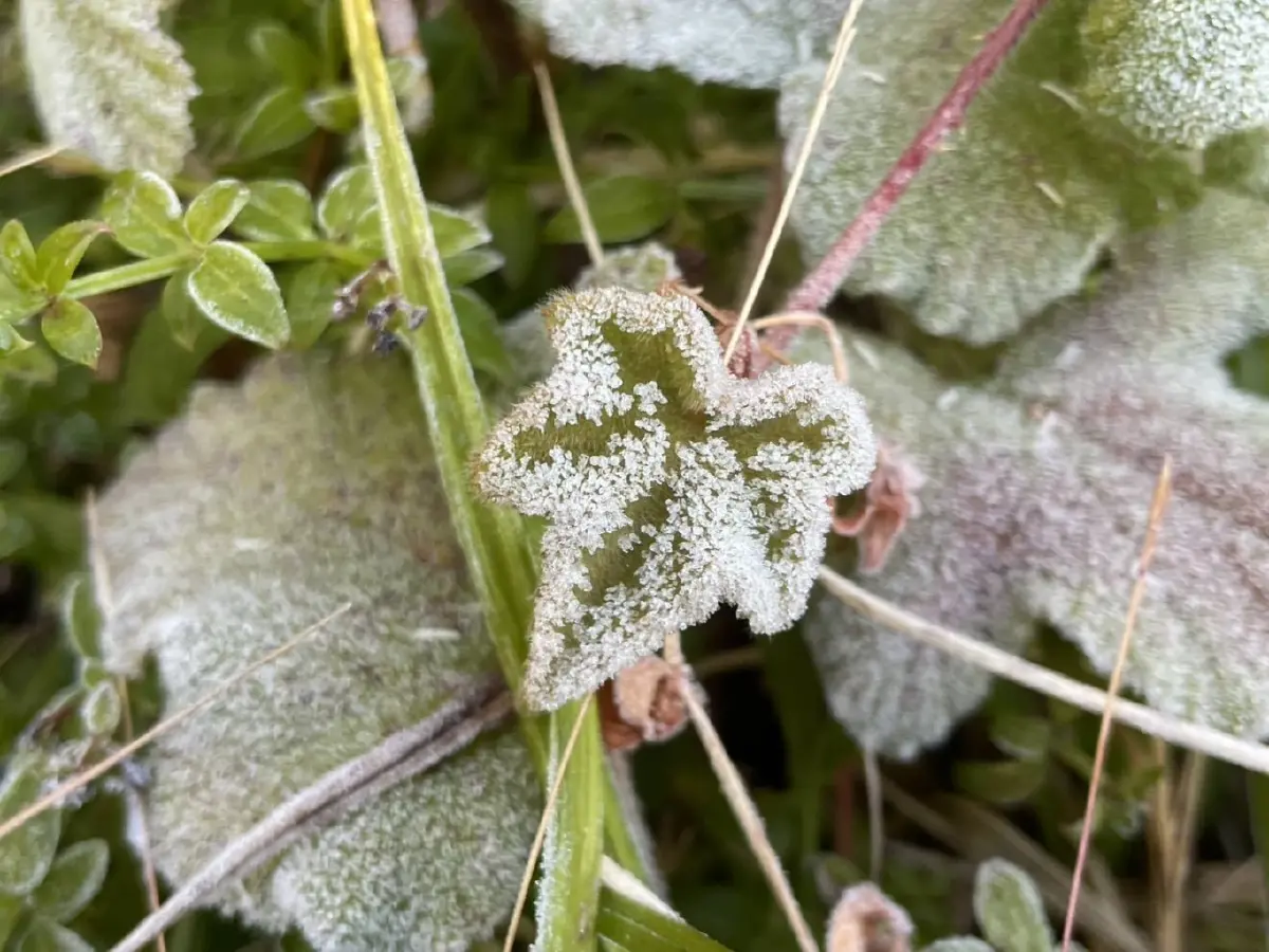 'แม่คะนิ้ง' โผล่ยอดดอยอินทนนท์ หนาวมาก 3°C นทท.แห่รับแสงแรก 2569