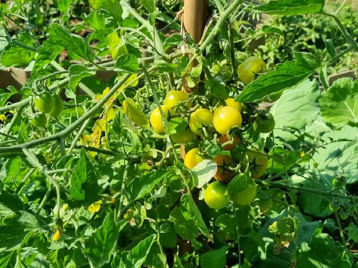 ‘พิกุล’คาเฟ่และสวนผักของคนรักสุขภาพ อ.เสริมงาม จ.ลำปาง