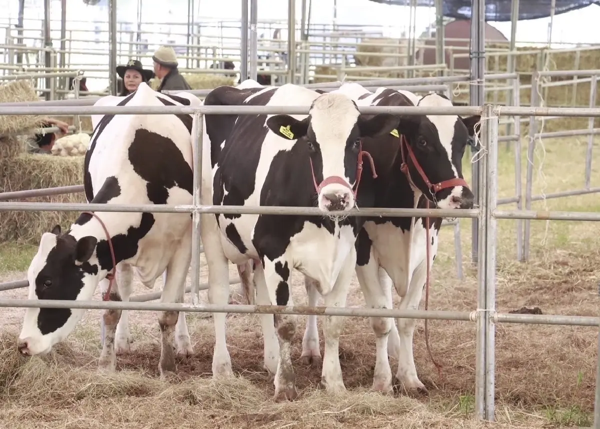 น้ำนมดิบยังเกินวันละ 200 ตัน  กรมฯสหกรณ์ ประสานเอกชนรับซื้อทำนมผง