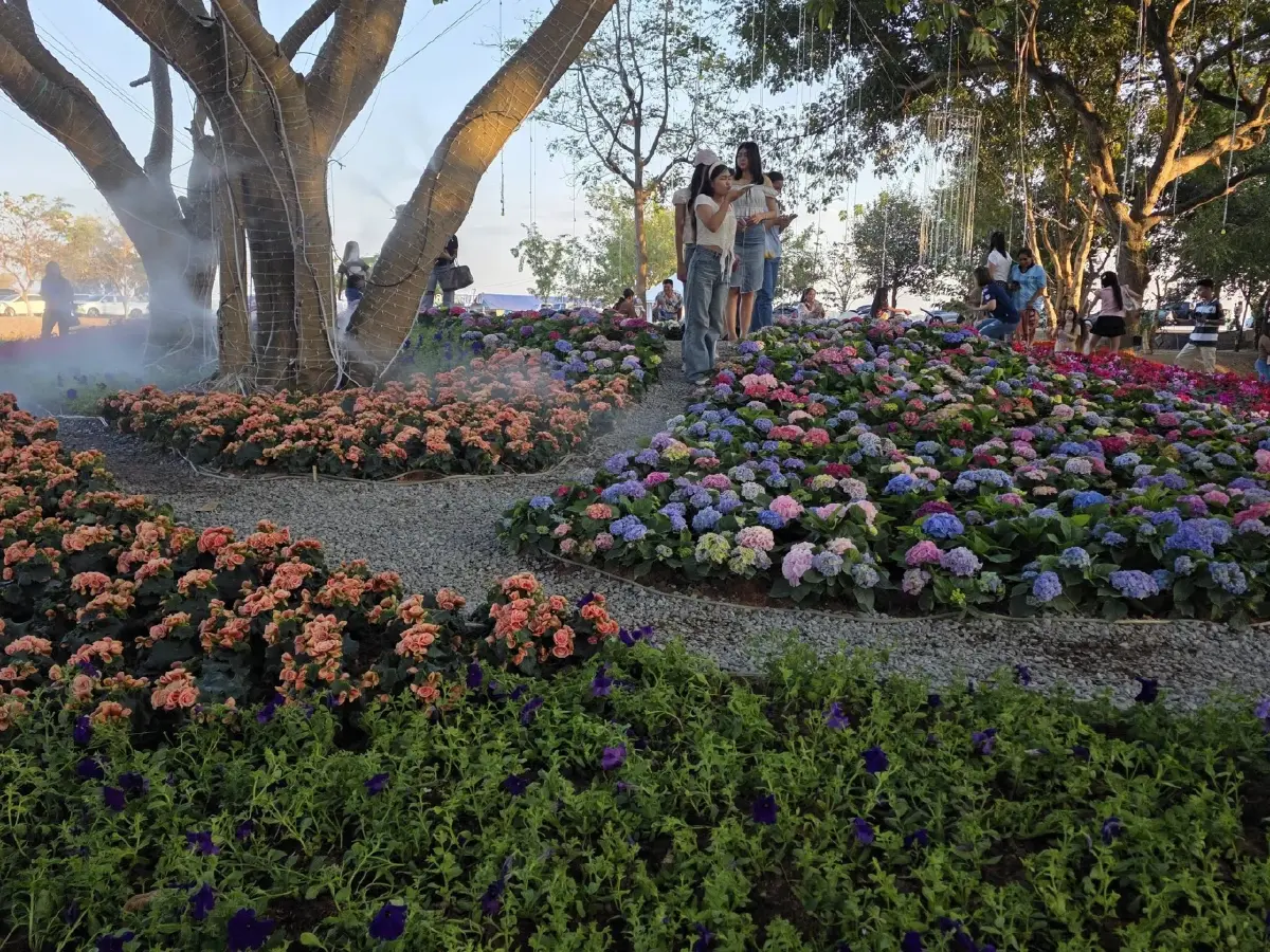 กาฬสินธุ์ดอกไม้บานกลางแสงไฟ จัดยาวถึง 9 ม.ค. 69 ชมฟรีตลอดงาน