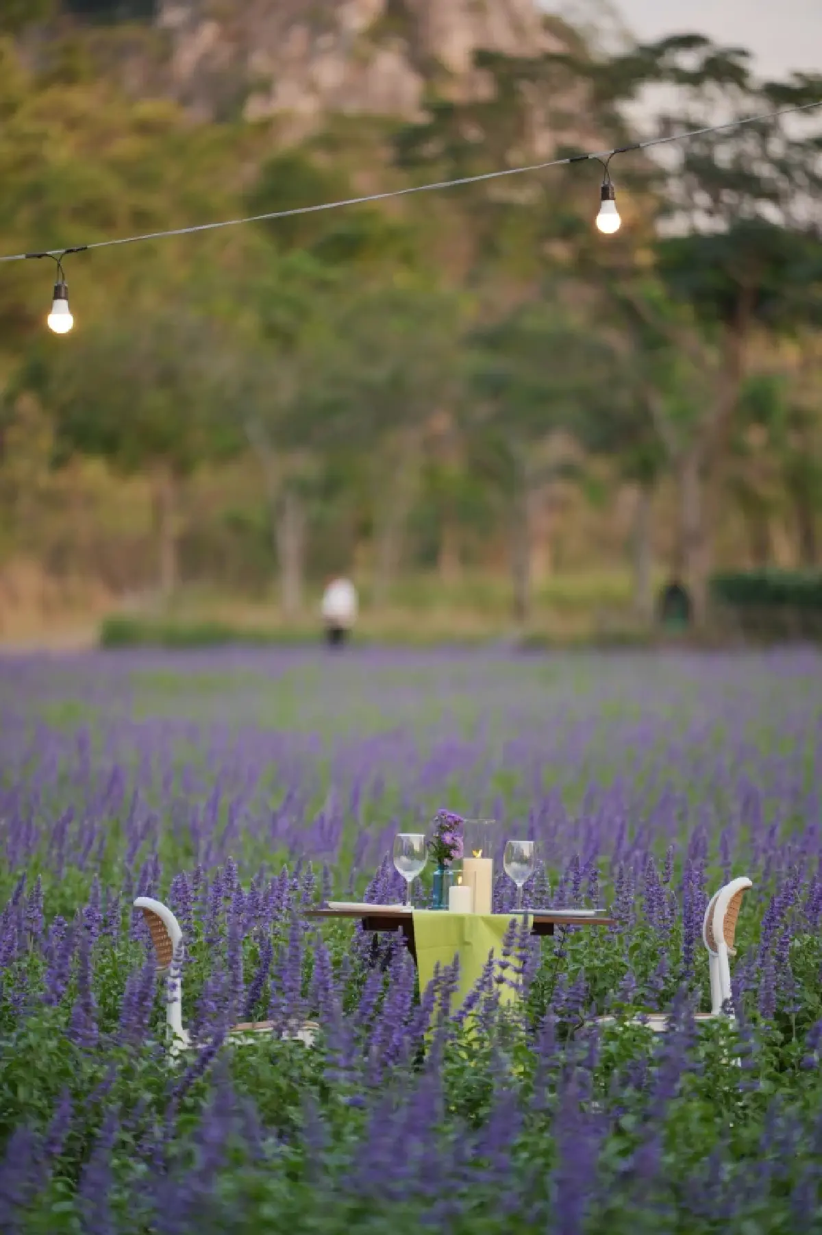 ชมพรมดอกไม้กลางหุบเขา 'ดอกบลูซัลเวีย' ที่ 'ทุ่งสิริสมัย'