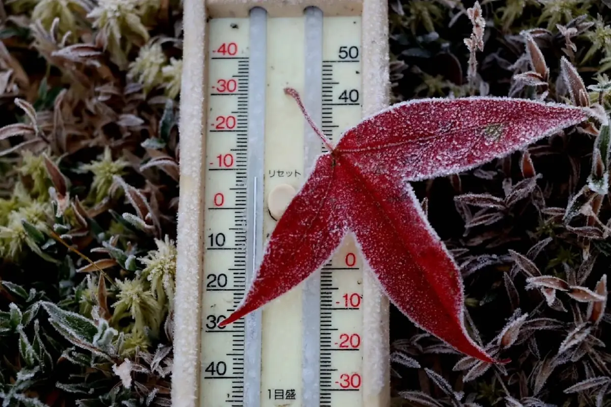 ภูหลวง หนาวสุด แม่คะนิ้ง พลิ้วเกาะใบเมเปิ้ลแดง สวยราวอยู่ญี่ปุ่น