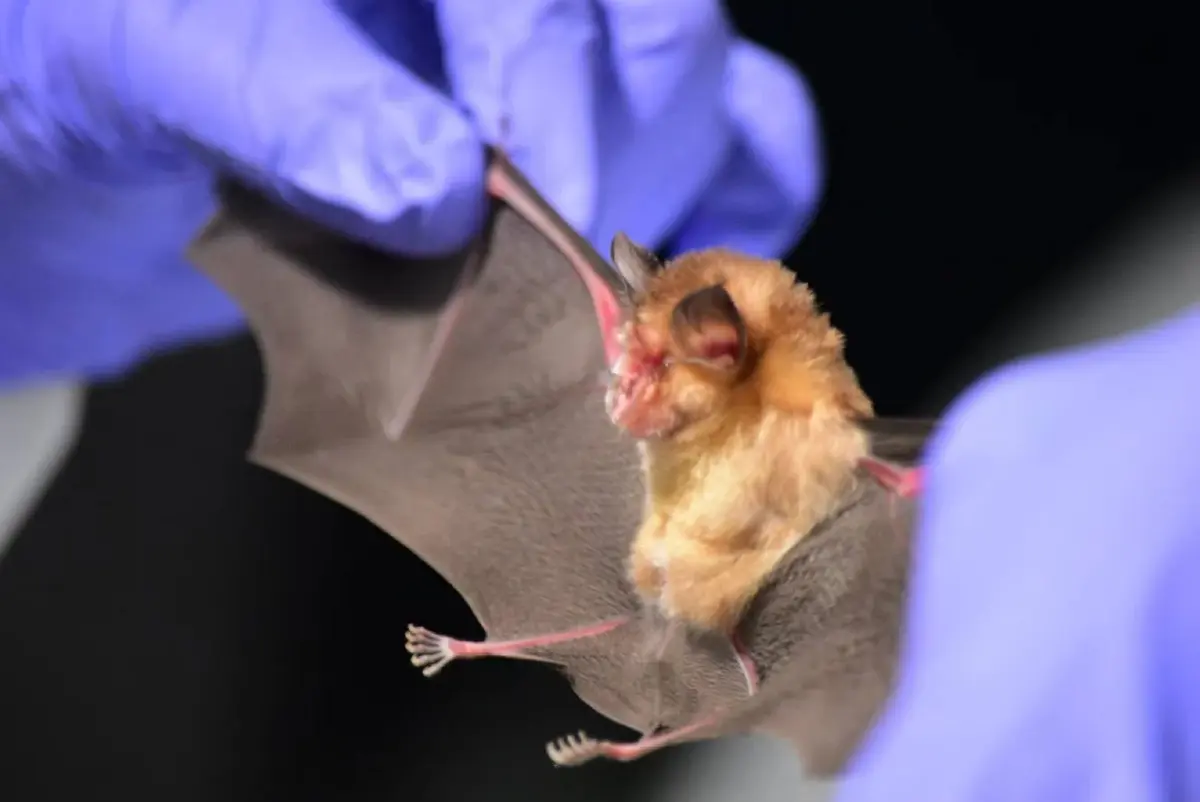 กรมอุทยานฯ สั่งคุมเข้มเที่ยวถ้ำทั่วประเทศ สกัด 'ไวรัสนิปาห์'