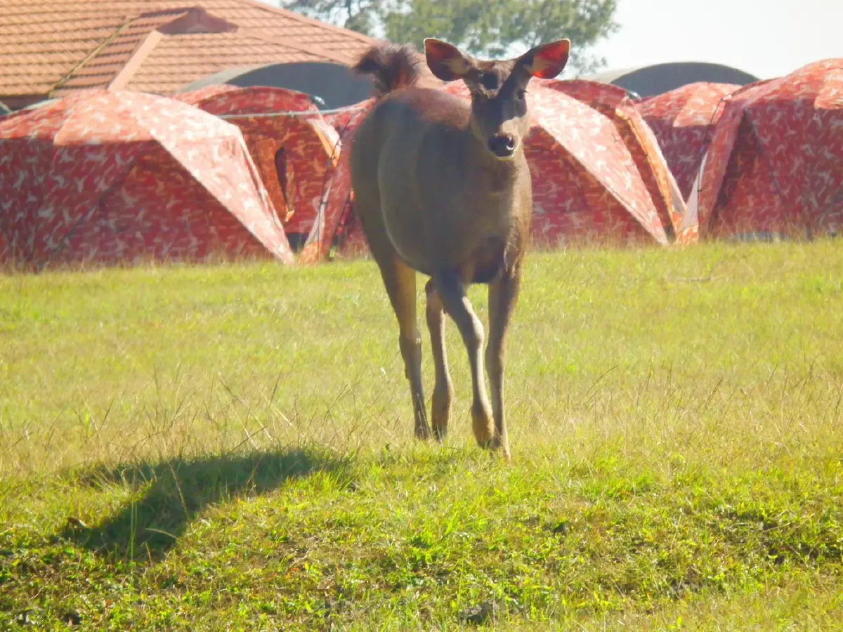 ภูกระดึง....จะมีกระเช้า