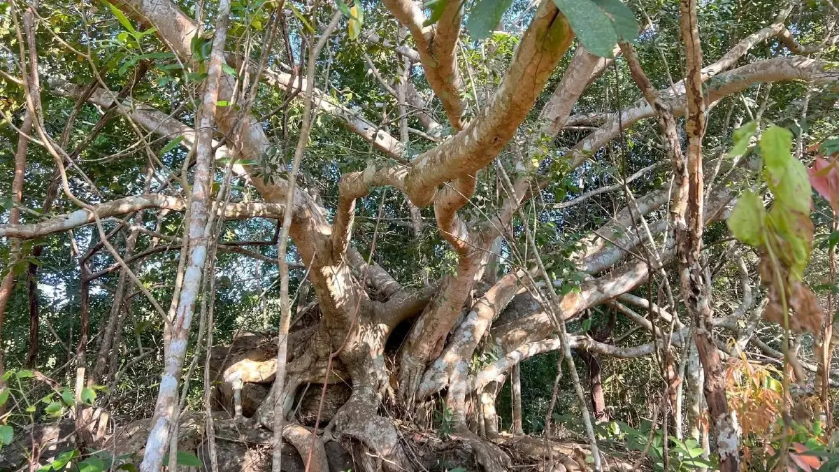 ห้ามพลาด! อุทยานแห่งชาติตาดโตน จ่อเปิดเส้นทางเดินป่า 9 กม. พิชิตยอดเขาภูโค้ง