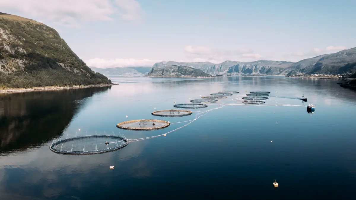 ซีพี แอ็กซ์ตร้า ผนึกกำลัง Mowi ส่งมอบแซลมอนพรีเมียมคุณภาพสู่มือลูกค้า