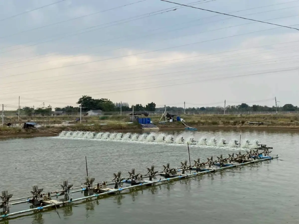 ปรับกฎ น้ำทิ้งบ่อเพาะเลี้ยงสัตว์น้ำ ดันภาพลักษณ์อาหารทะเลไทยสู่ตลาดโลก