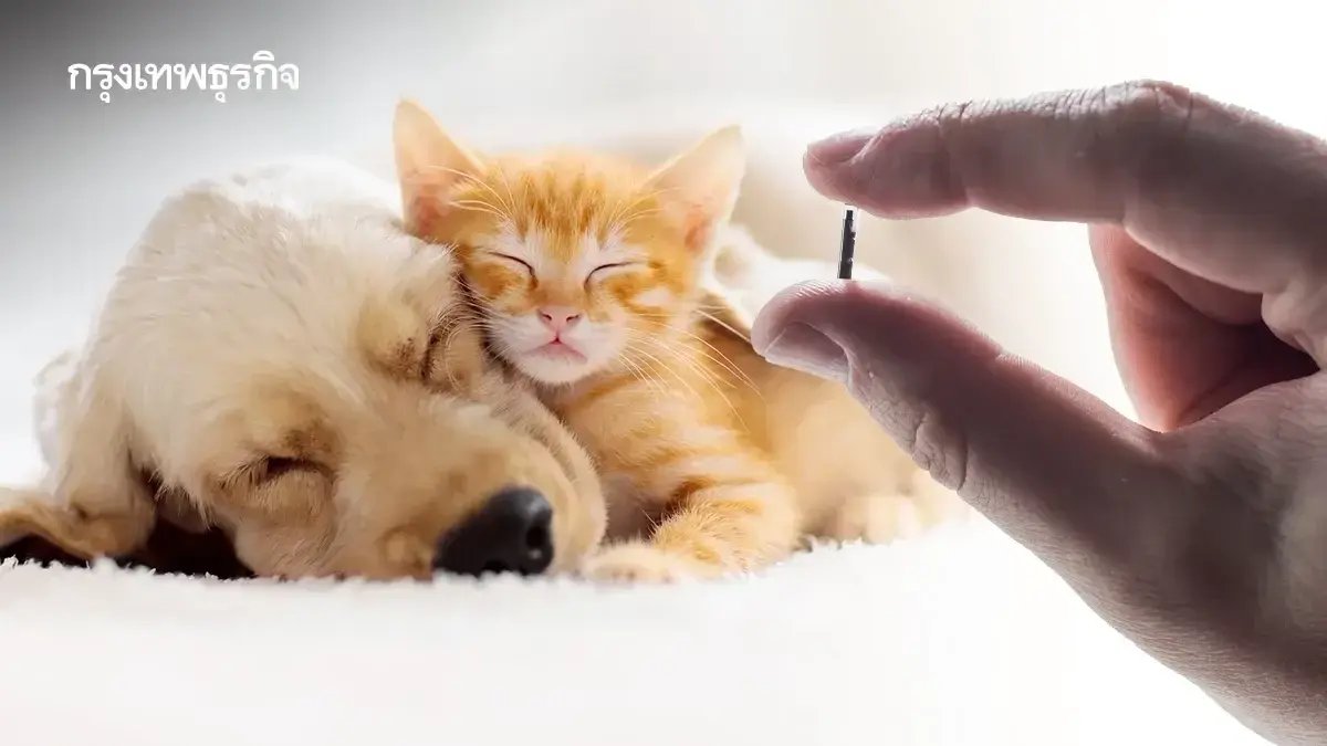 เปิดจุด ฉีดฝังไมโครชิปฟรี จดทะเบียนหมาแมว ตัวไหนหาย หาเจอทันที