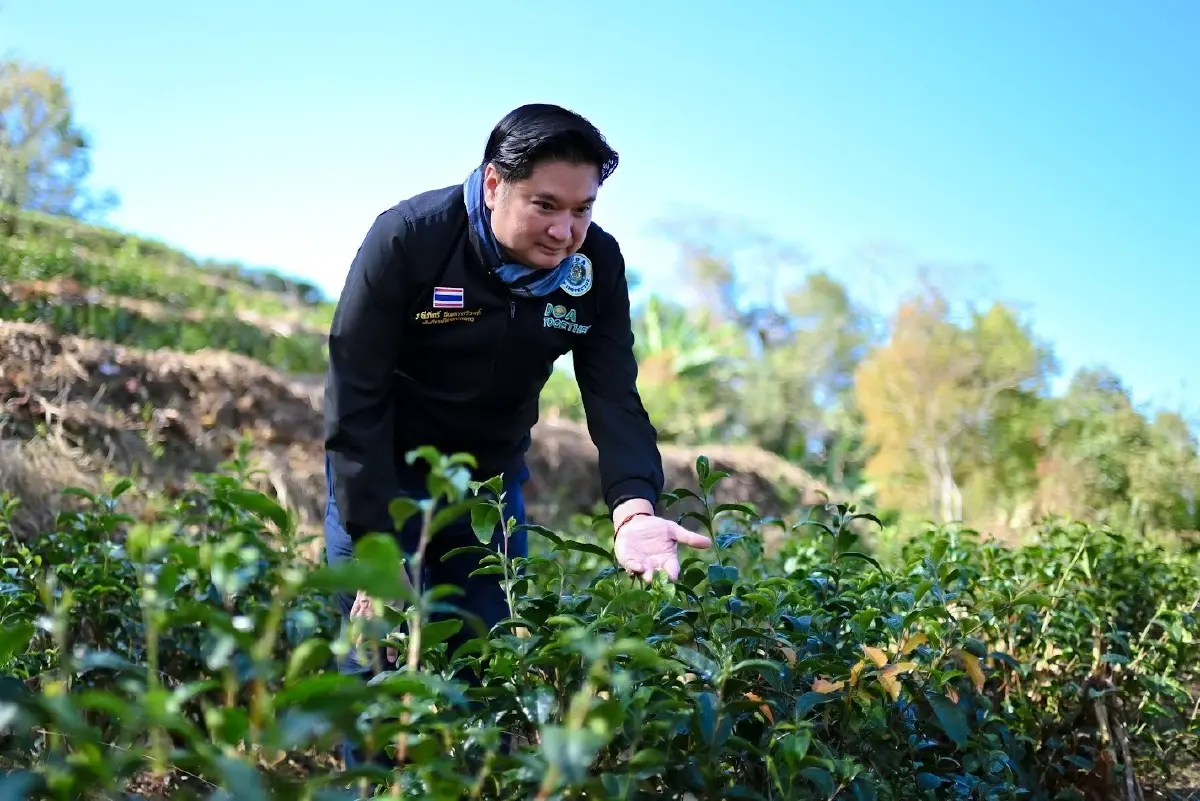 ชาพันธุ์ใหม่ –สตรอว์เบอร์รีปลอดสาร 2 นวัตกรรมยกระดับรายได้