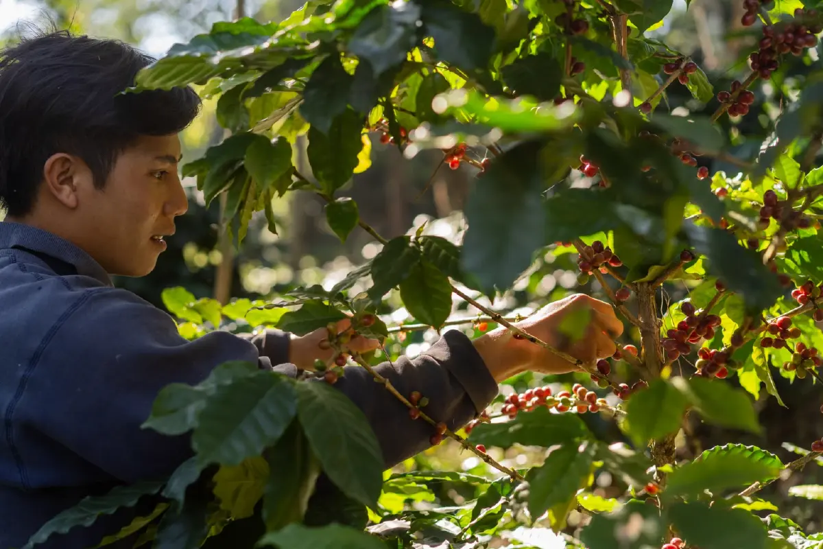 ‘แม่ฟ้าหลวง’ วิจัย 40 สายพันธุ์กาแฟสู้โลกร้อน  ต่อยอดพืชเศรษฐกิจ สร้างรายได้ชุมชนยั่งยืน