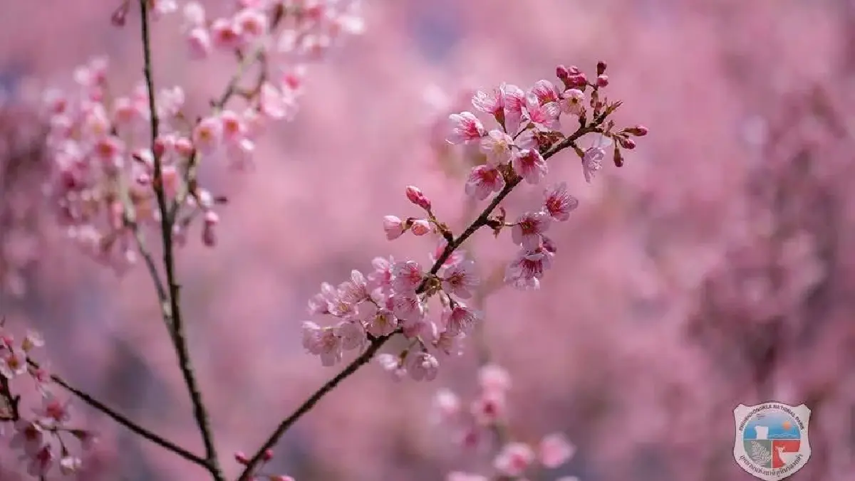 ชม ‘ซากุระเมืองไทย’ โค้งสุดท้าย ที่ ‘ภูลมโล’ กลางเดือนม.ค. 69