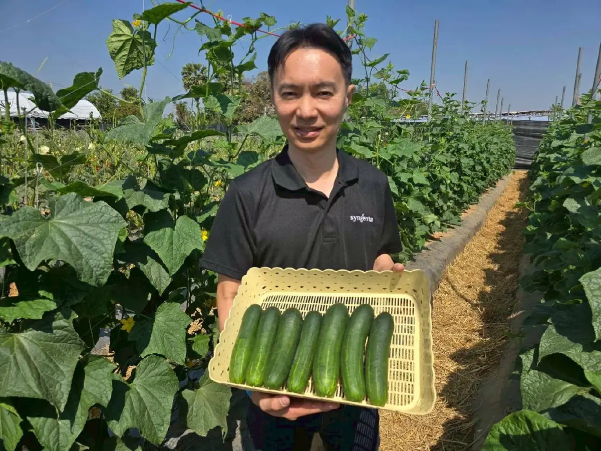 ซินเจนทา แลกเปลี่ยนการผลิตพืชผัก ภายใต้ความรุนแรงของสภาพอากาศร้อน