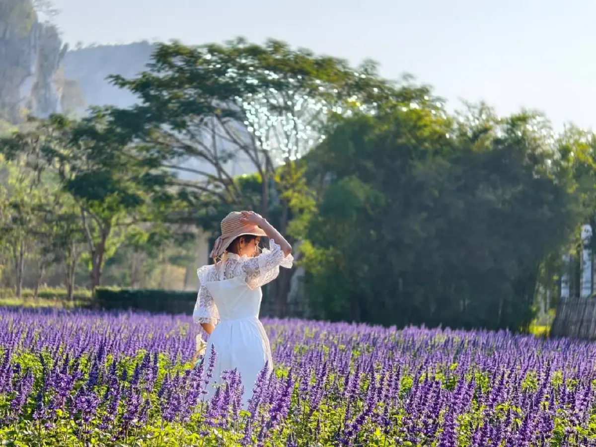 ชมพรมดอกไม้กลางหุบเขา 'ดอกบลูซัลเวีย' ที่ 'ทุ่งสิริสมัย'