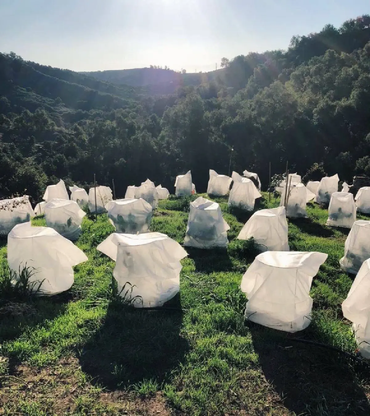 แคลิฟอร์เนียปลูกกาแฟ 'เกอิชา' เปิดประมูลครั้งแรกที่ดูไบ!