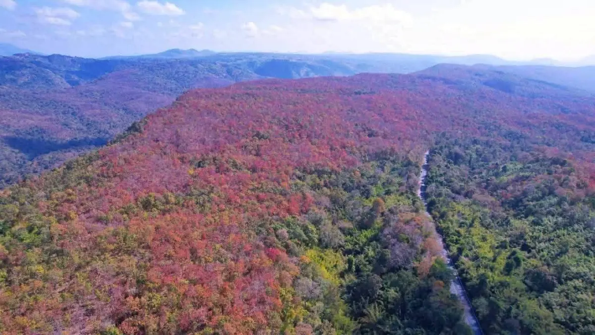 ปรากฏการณ์ 'ป่าเปลี่ยนสี' มหัศจรรย์สีสันแห่งผืนป่าน้ำหนาว จ.เพชรบูรณ์