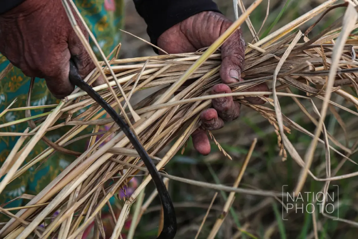 ชาวนาชายแดนสระแก้ว เกี่ยวข้าวช้าไปเกือบเดือน หลังต้องอพยพหนีการปะทะ