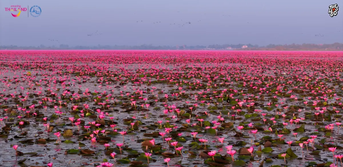 หนาว 14°C ไปเที่ยวอุดร ตามรอย ลิซ่า บุกทะเลบัวแดง ดูเวลาบัวบานสวย