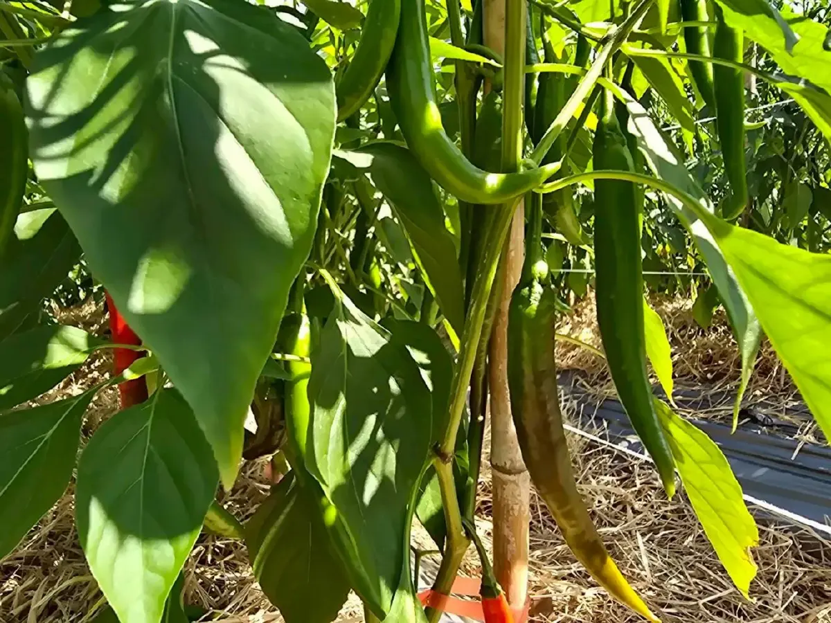 ซินเจนทา แลกเปลี่ยนการผลิตพืชผัก ภายใต้ความรุนแรงของสภาพอากาศร้อน