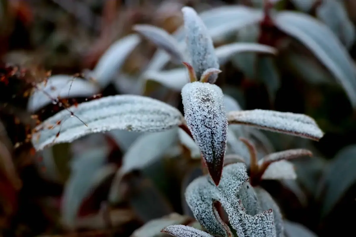 ภูหลวง หนาวสุด แม่คะนิ้ง พลิ้วเกาะใบเมเปิ้ลแดง สวยราวอยู่ญี่ปุ่น