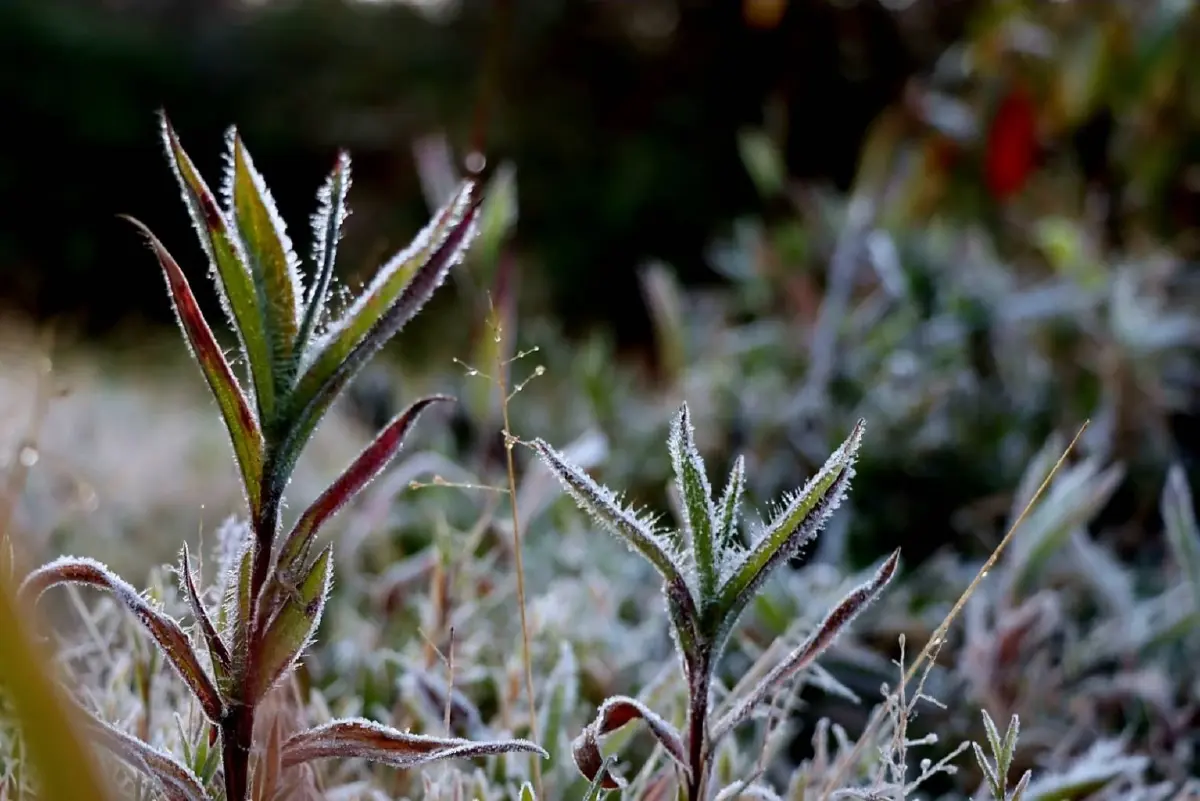 ภูหลวง หนาวสุด แม่คะนิ้ง พลิ้วเกาะใบเมเปิ้ลแดง สวยราวอยู่ญี่ปุ่น