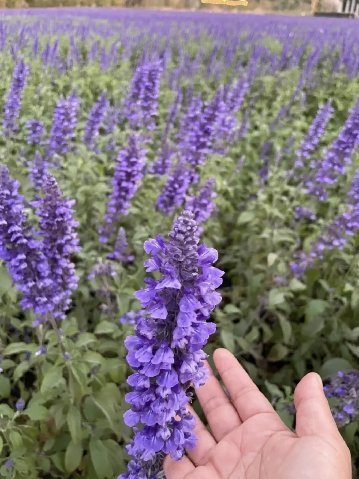 ชมพรมดอกไม้กลางหุบเขา 'ดอกบลูซัลเวีย' ที่ 'ทุ่งสิริสมัย'