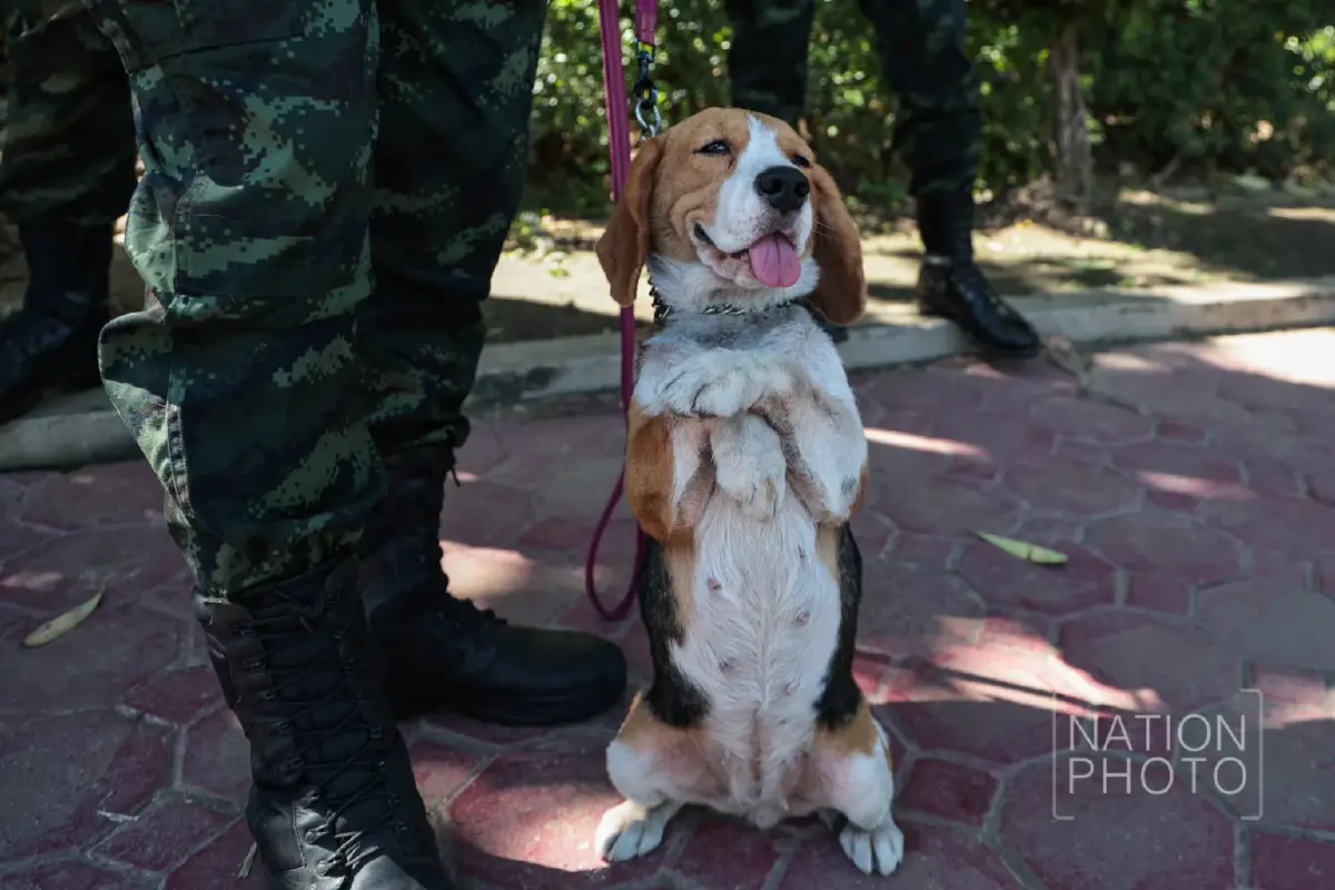 ชมความน่ารัก “สุนัขทหาร K9” โชว์ความสามารถในงาน “วันเด็กแห่งชาติ 2569”