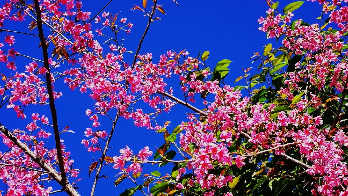 เลาวู....ประตูสู่เวียงแหง