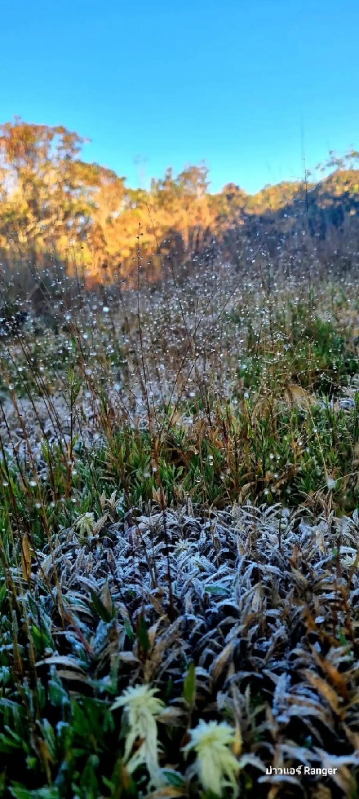 แม่คะนิ้ง ขาวโพลนแรกของปี 2569 โผล่ยอดภูหลวง อุณหภูมิดิ่ง 4 องศา