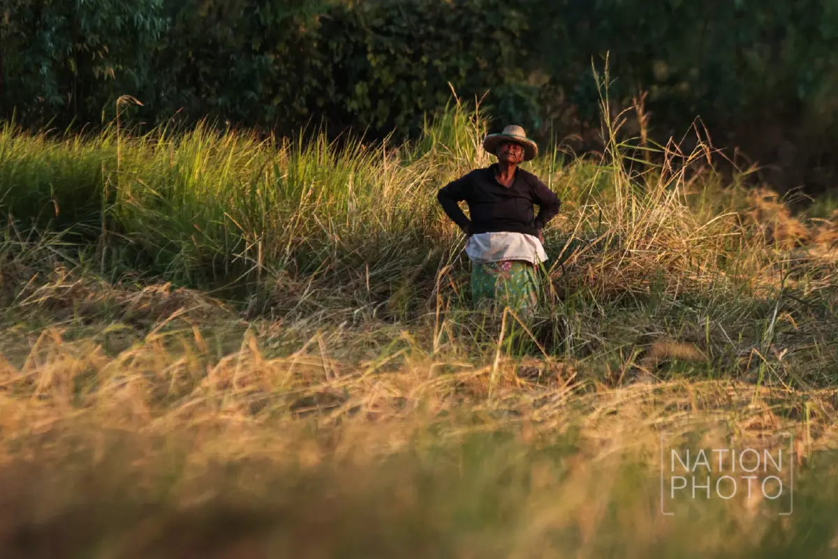 ชาวนาชายแดนสระแก้ว เกี่ยวข้าวช้าไปเกือบเดือน หลังต้องอพยพหนีการปะทะ