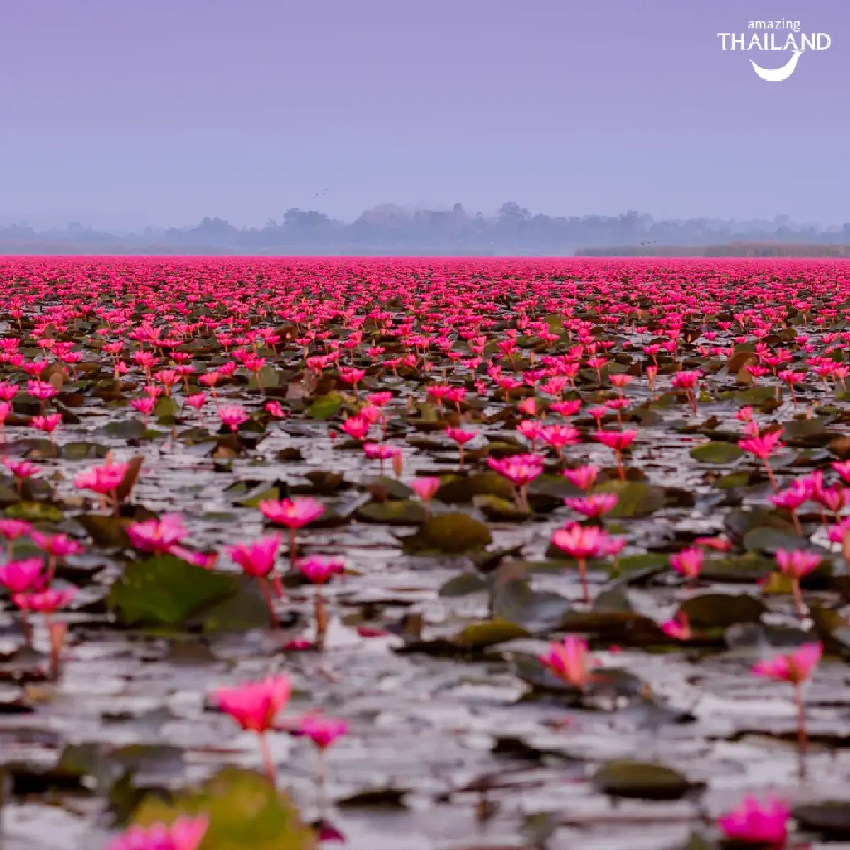 หนาว 14°C ไปเที่ยวอุดร ตามรอย ลิซ่า บุกทะเลบัวแดง ดูเวลาบัวบานสวย