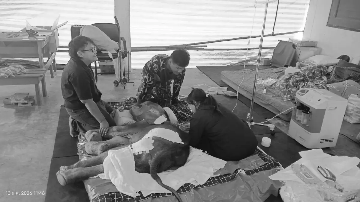 สุดยื้อ! ลูกช้างป่า 'ข้าวต้ม' กลับดาวช้างแล้ว เผยสาเหตุเสียชีวิต