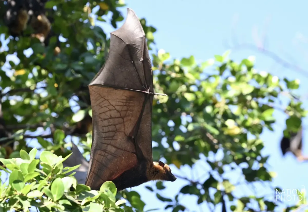 ผวา 'ไวรัสนิปาห์' วัดดังอยุธยาเร่งล้างมูลค้างคาว - ไทยยังไม่พบผู้ติดเชื้อ