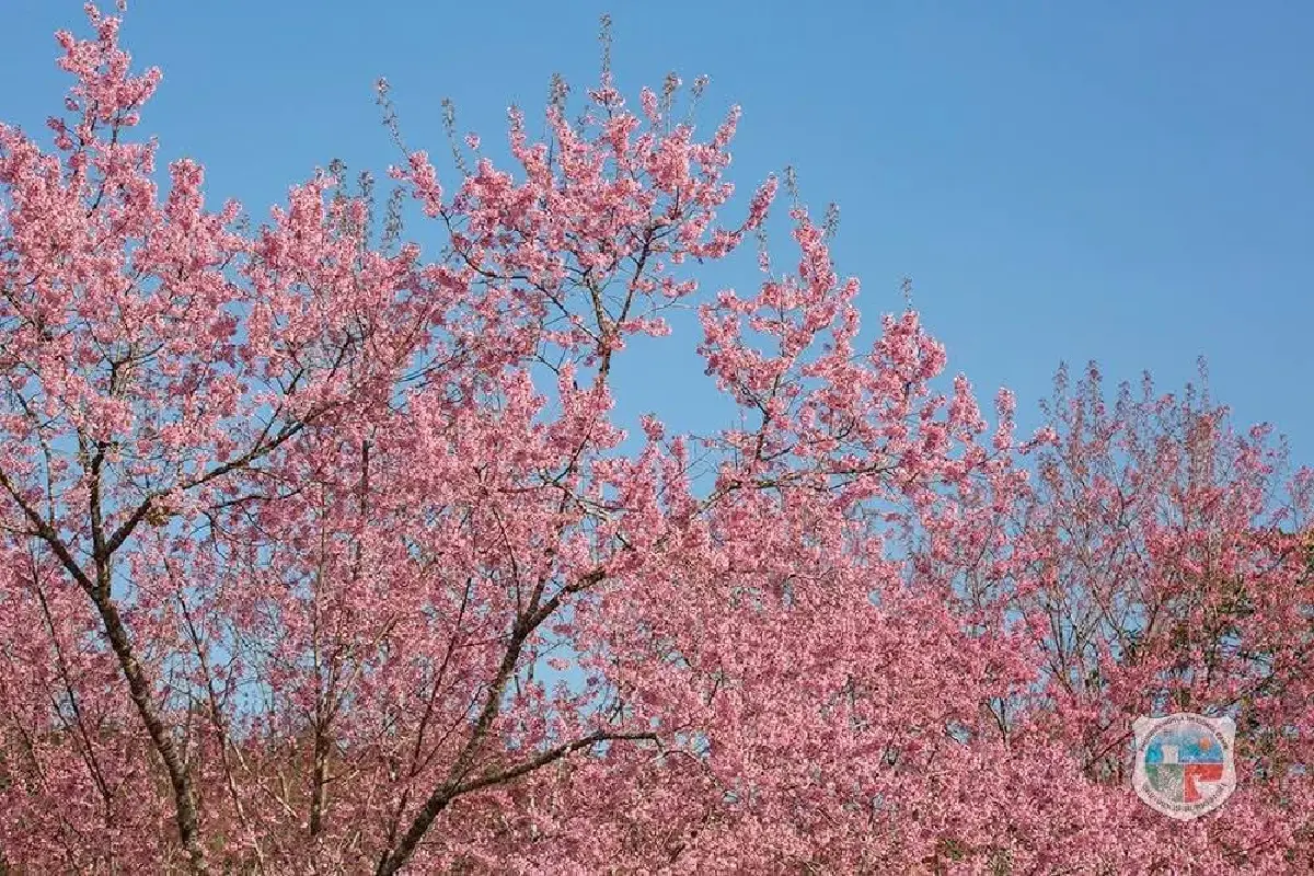 ชม ‘ซากุระเมืองไทย’ โค้งสุดท้าย ที่ ‘ภูลมโล’ กลางเดือนม.ค. 69